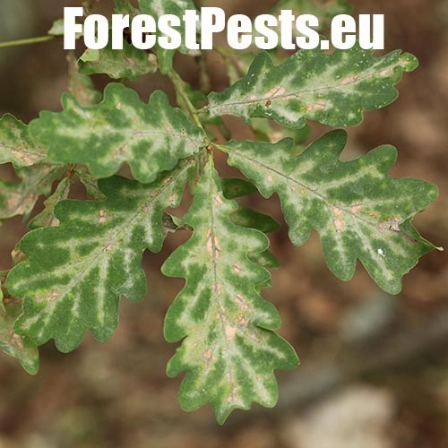 Drobnom&uacute;čka dubov&aacute;