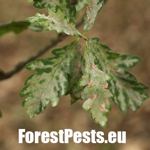 Drobnom&uacute;čka dubov&aacute;