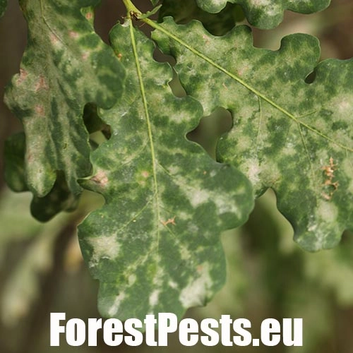 Drobnom&uacute;čka dubov&aacute;