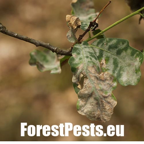 Drobnom&uacute;čka dubov&aacute;