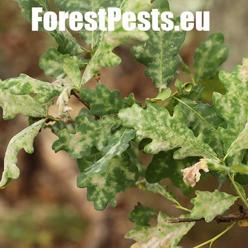 Drobnom&uacute;čka dubov&aacute;