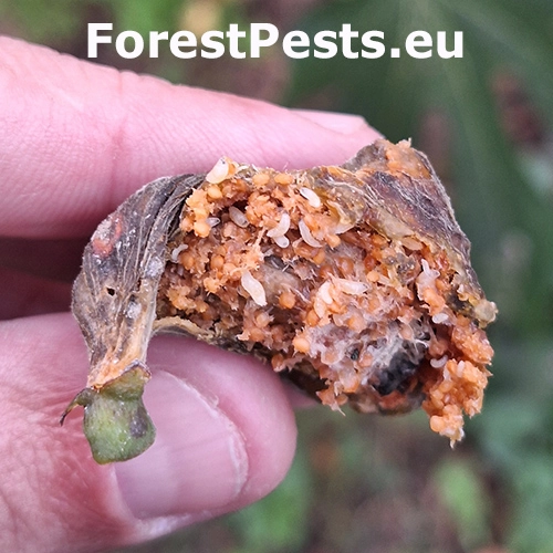 Drozofila japonsk&aacute;