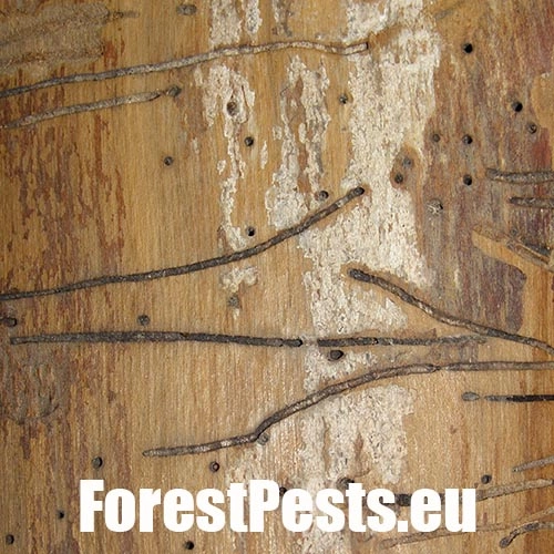 Drvin&aacute;r hned&yacute; 