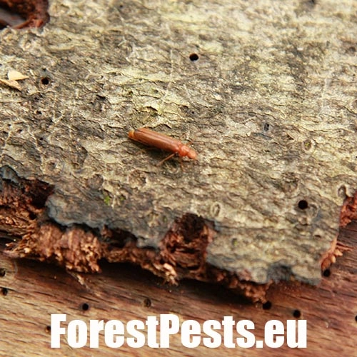 Drvin&aacute;r hned&yacute; 