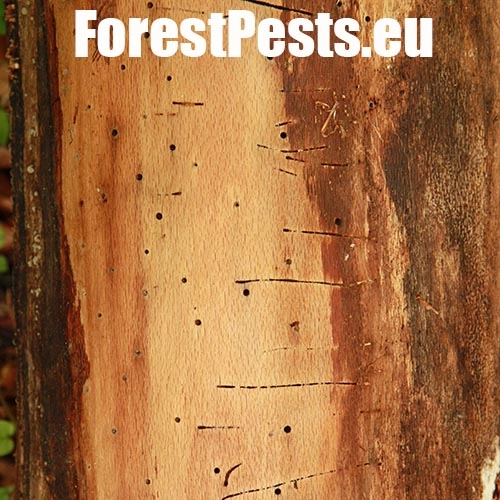 Drvin&aacute;r hned&yacute; 