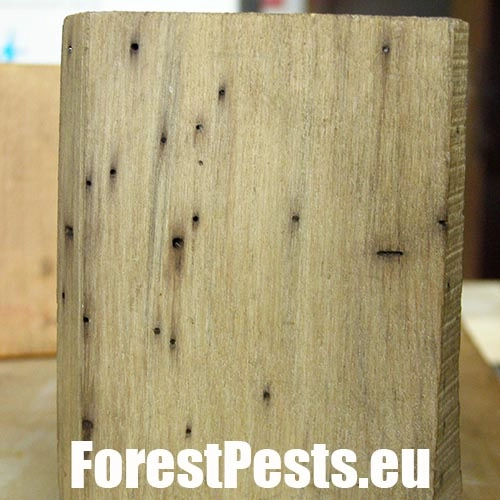 Drvin&aacute;r hned&yacute; 