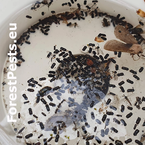 Drvin&aacute;rik ovocn&yacute;