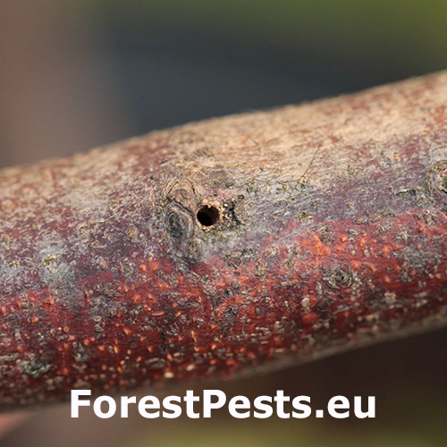 Drvin&aacute;rik ovocn&yacute;