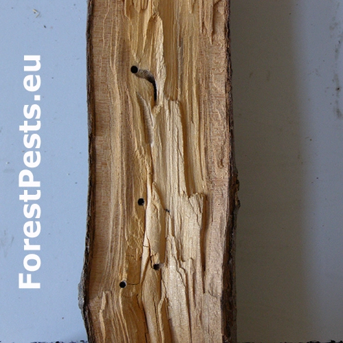 Drvin&aacute;rik ovocn&yacute;