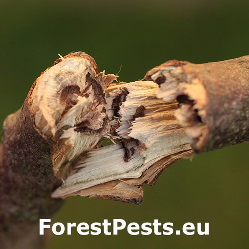 Drvin&aacute;rik ovocn&yacute;