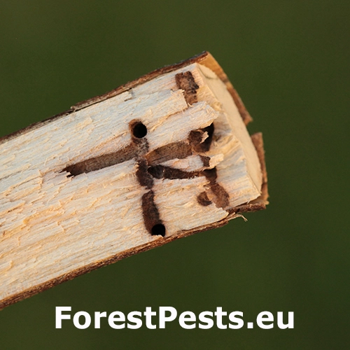 Drvin&aacute;rik ovocn&yacute;