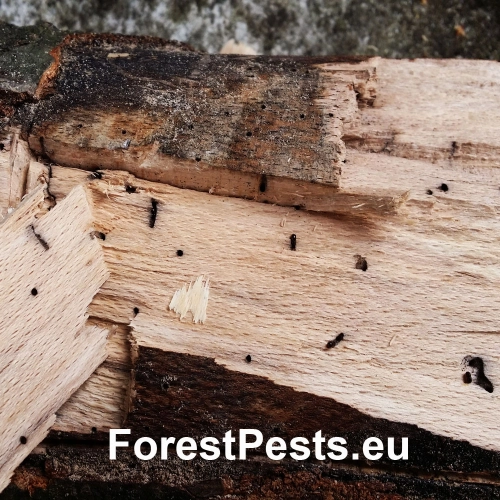 Drvin&aacute;rik pňov&yacute;