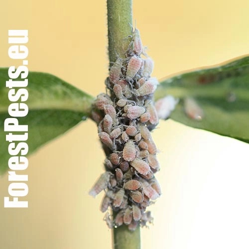 Dutin&aacute;rka orgov&aacute;nov&aacute;  