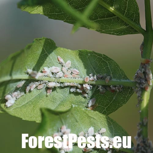 Dutin&aacute;rka orgov&aacute;nov&aacute;  