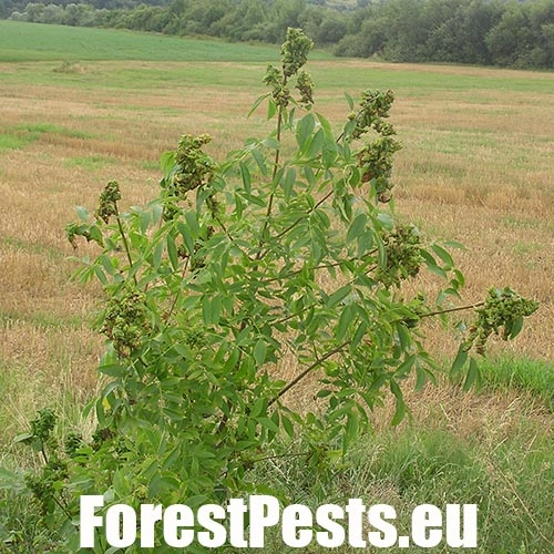 Dutin&aacute;rka orgov&aacute;nov&aacute;  