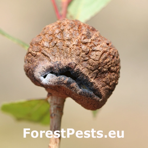 Dutin&aacute;rka Pemphigus immunis