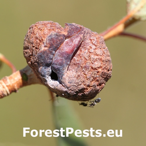 Dutin&aacute;rka Pemphigus immunis