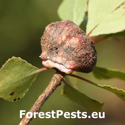 Dutin&aacute;rka Pemphigus immunis