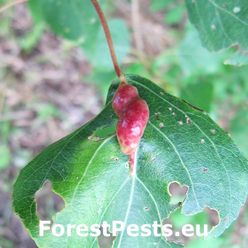 Dutin&aacute;rka Pemphigus phenax