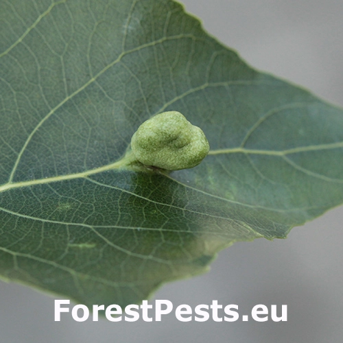 Dutin&aacute;rka Pemphigus populi