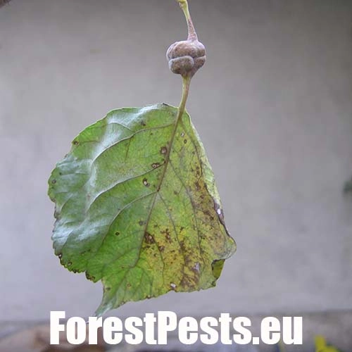 Dutin&aacute;rka skrutkovit&aacute;