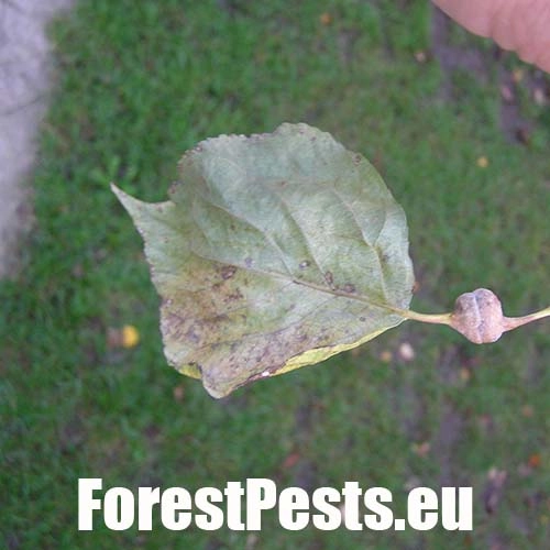 Dutin&aacute;rka skrutkovit&aacute;