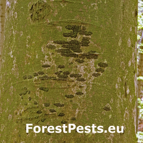 Dvojpustulovka drsn&aacute;