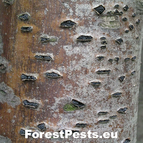 Eutypelka jarabinov&aacute;