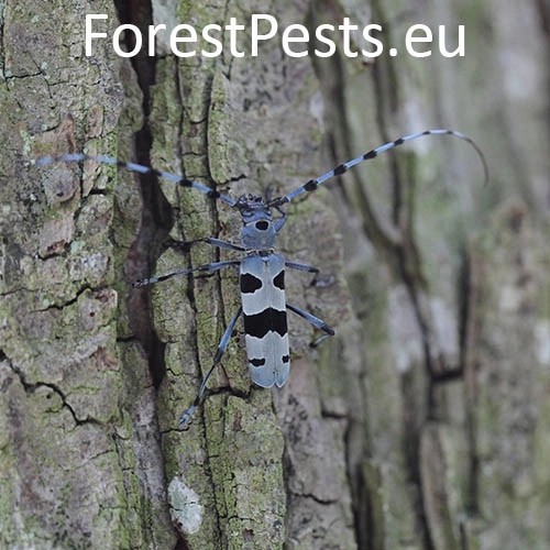 Fuz&aacute;č alpsk&yacute;