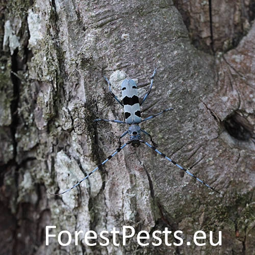 Fuz&aacute;č alpsk&yacute;