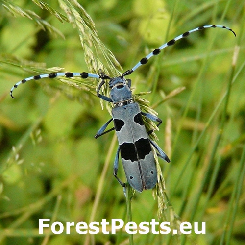 Fuz&aacute;č alpsk&yacute;