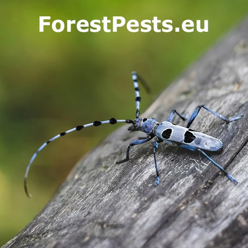 Fuz&aacute;č alpsk&yacute;