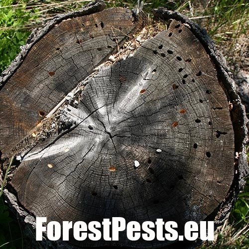 Fuz&aacute;č borovicov&yacute;