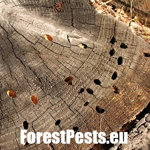 Fuz&aacute;č borovicov&yacute;