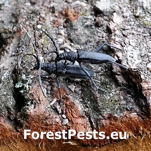 Fuz&aacute;č bukov&yacute;