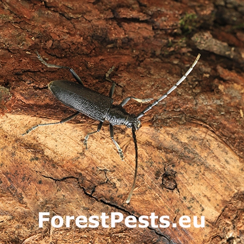 Fuz&aacute;č bukov&yacute;