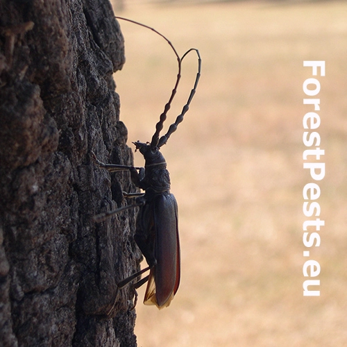 Fuz&aacute;č Cerambyx welensii