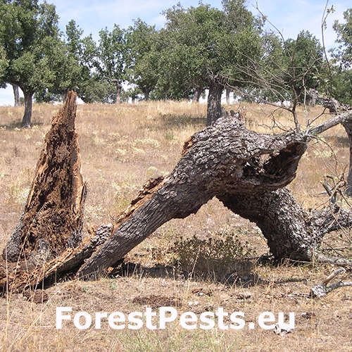 Fuz&aacute;č Cerambyx welensii