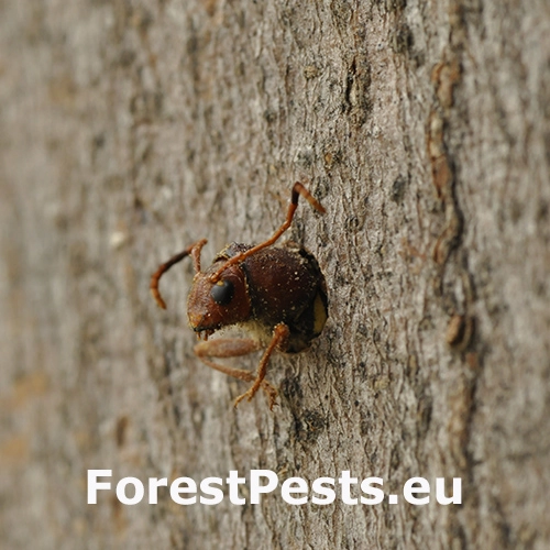 Fuz&aacute;č červenohlav&yacute;