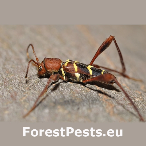 Fuz&aacute;č červenohlav&yacute;