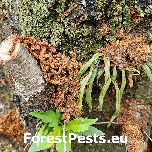 Fuz&aacute;č červenokrk&yacute;