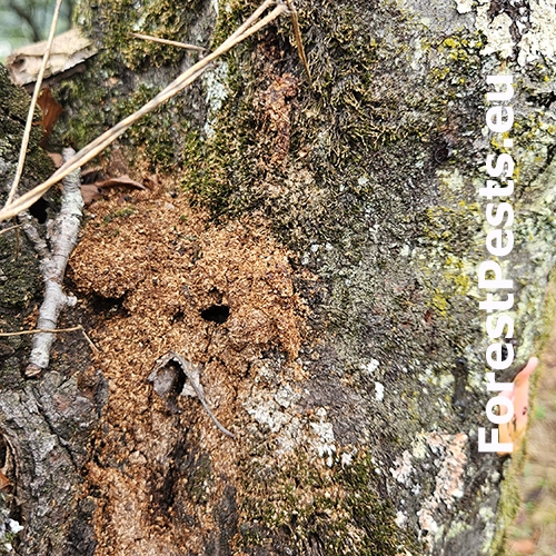 Fuz&aacute;č červenokrk&yacute;