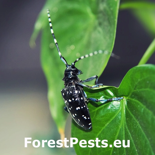 Fuz&aacute;č citrusov&yacute;