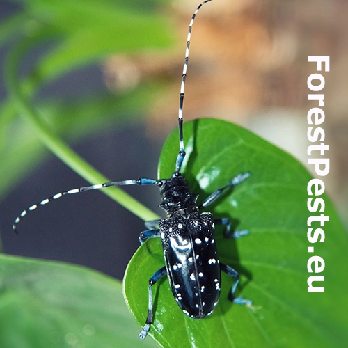 Fuz&aacute;č citrusov&yacute;