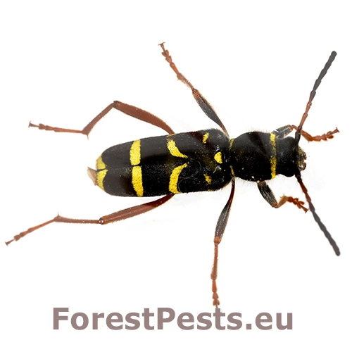 Fuz&aacute;č Clytus arietis