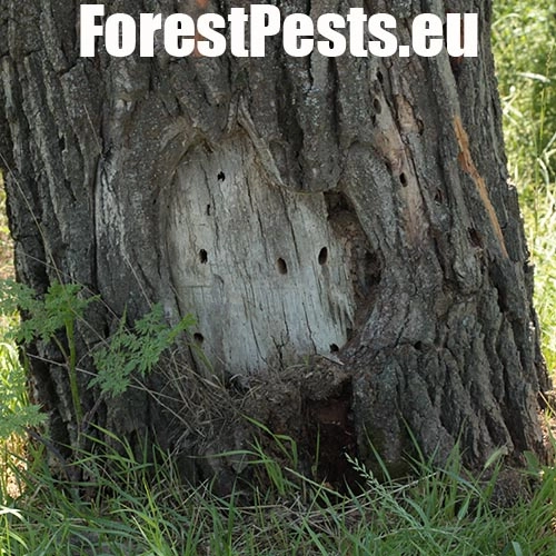 Fuz&aacute;č drsnotykadlov&yacute;