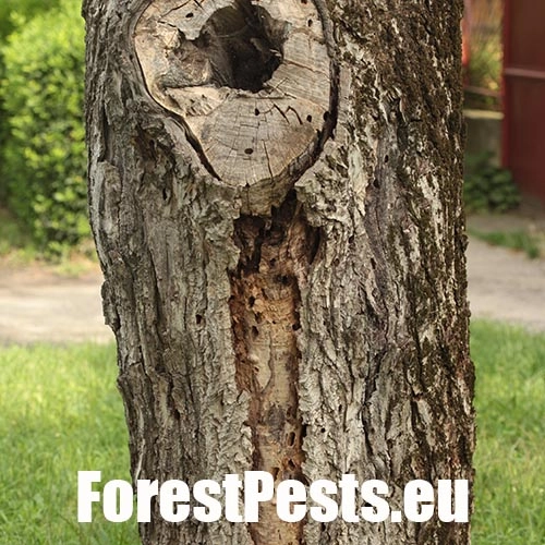 Fuz&aacute;č drsnotykadlov&yacute;