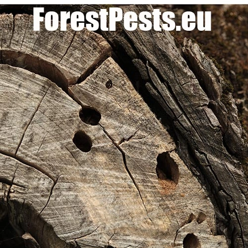 Fuz&aacute;č drsnotykadlov&yacute;