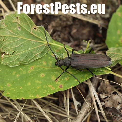 Fuz&aacute;č drsnotykadlov&yacute;