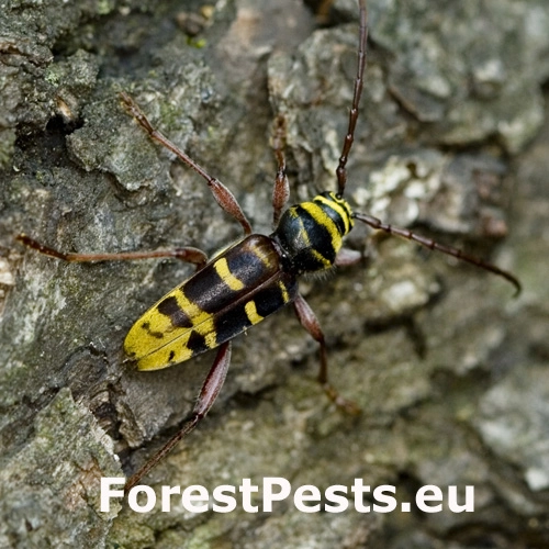 Fuz&aacute;č dubinov&yacute;